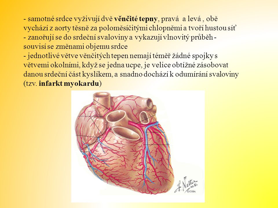 - samotné srdce vyživují dvě věnčité tepny, pravá a levá , obě vychází z aorty těsně za poloměsíčitými chlopněmi a tvoří hustou síť