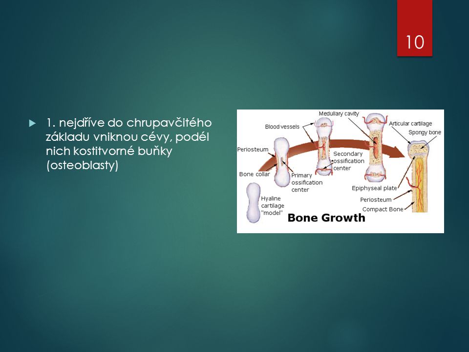 1. nejdříve do chrupavčitého základu vniknou cévy, podél nich kostitvorné buňky (osteoblasty)