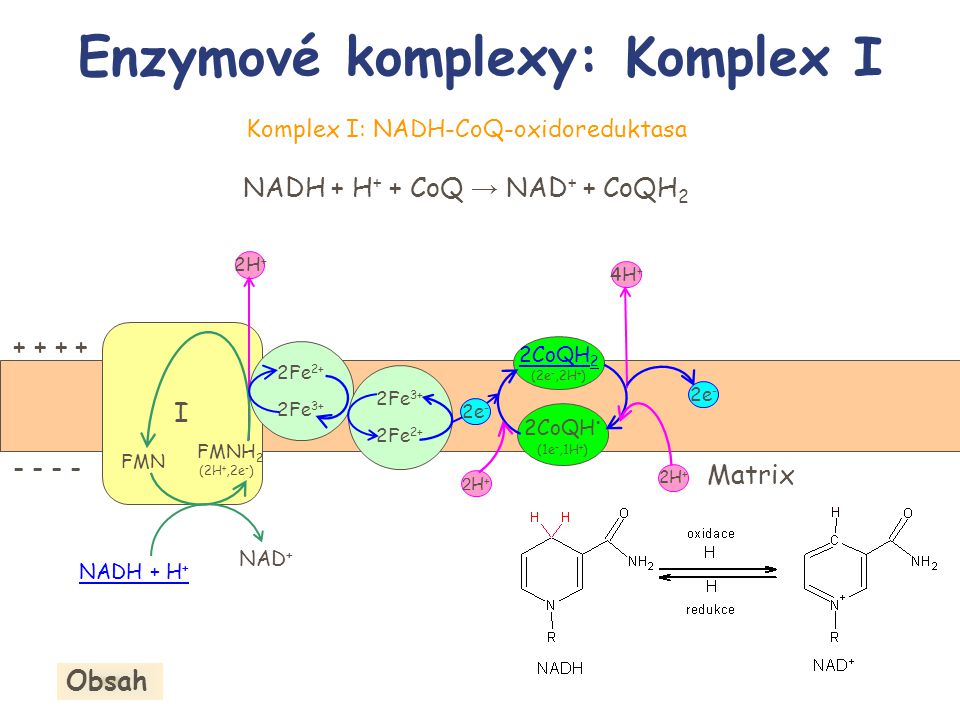 Enzymové komplexy: Komplex I