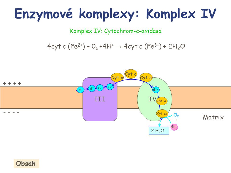 Enzymové komplexy: Komplex IV