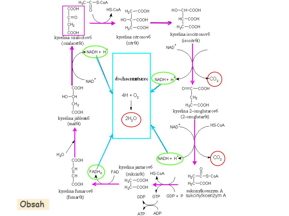 Jednotlivé kroky citrátového cyklu je možné z učiva středoškolské biochemie vynechat.