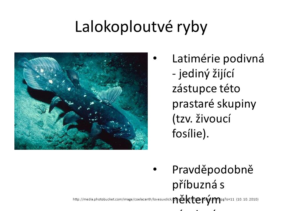 Lalokoploutvé ryby Latimérie podivná - jediný žijící zástupce této prastaré skupiny (tzv. živoucí fosílie).