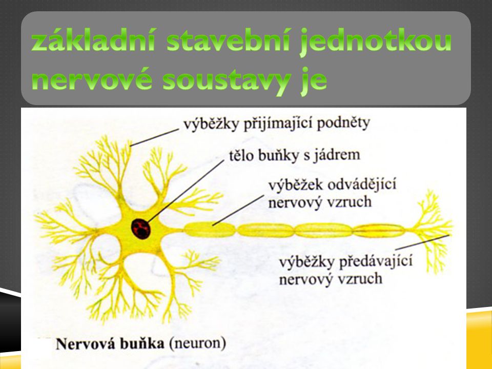 základní stavební jednotkou nervové soustavy je neuron