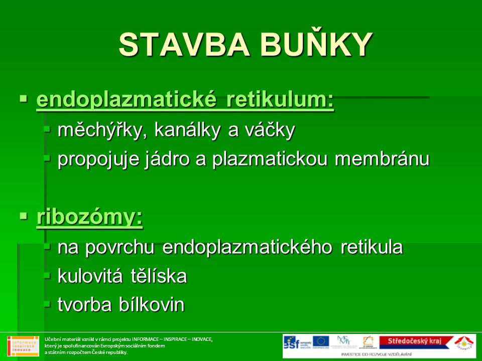 STAVBA BUŇKY endoplazmatické retikulum: ribozómy: