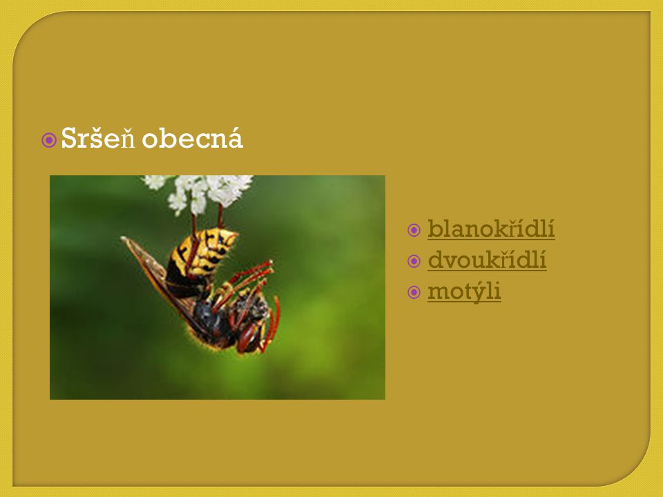 Sršeň obecná blanokřídlí dvoukřídlí motýli