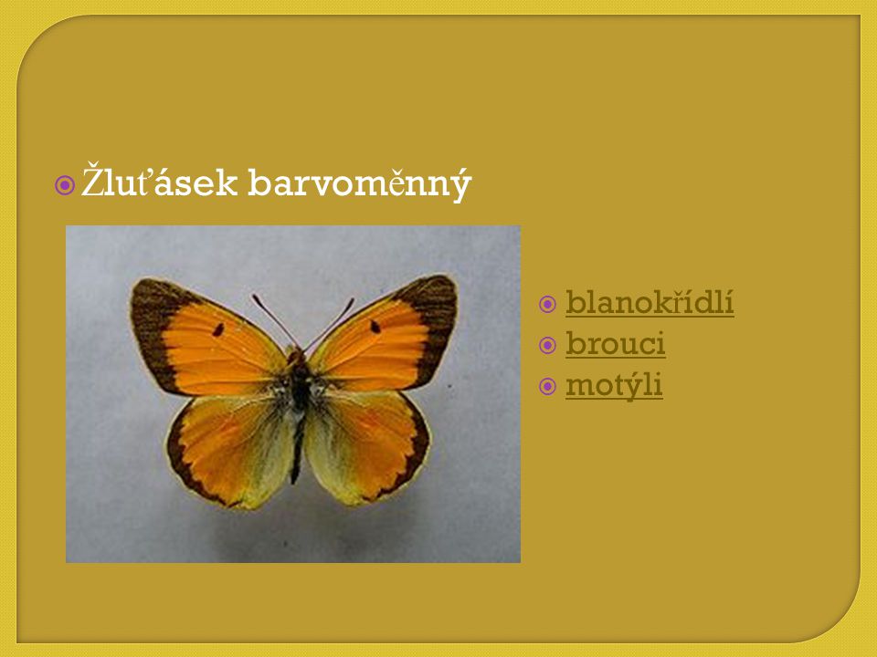 Žluťásek barvoměnný blanokřídlí brouci motýli