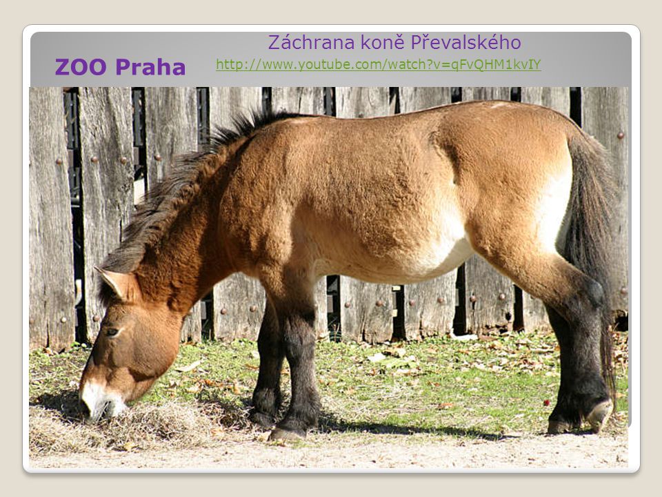 ZOO Praha Záchrana koně Převalského