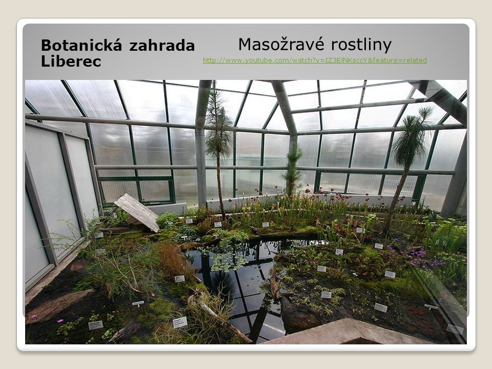 Masožravé rostliny Botanická zahrada Liberec