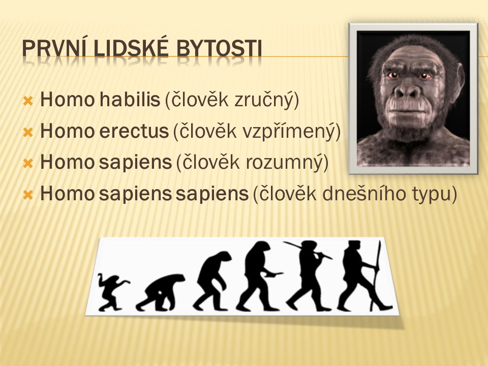 První lidské bytosti Homo habilis (člověk zručný)