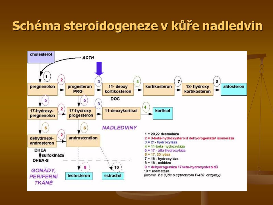 Schéma steroidogeneze v kůře nadledvin