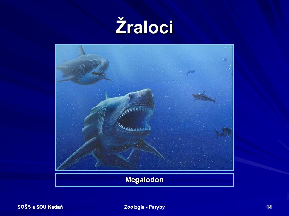 Žraloci Megalodon SOŠS a SOU Kadaň Zoologie - Paryby