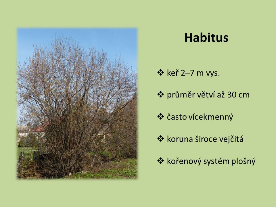 Habitus keř 2–7 m vys. průměr větví až 30 cm často vícekmenný