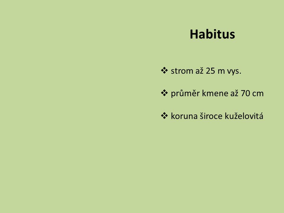Habitus strom až 25 m vys. průměr kmene až 70 cm