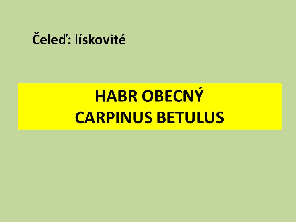 HABR OBECNÝ CARPINUS BETULUS