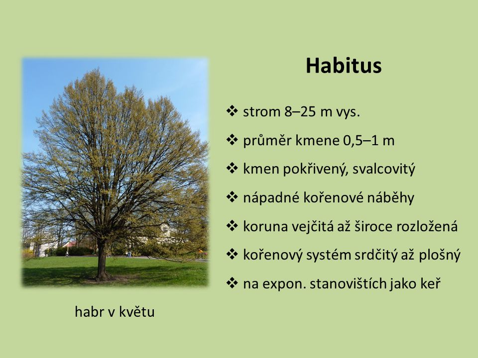 Habitus strom 8–25 m vys. průměr kmene 0,5–1 m