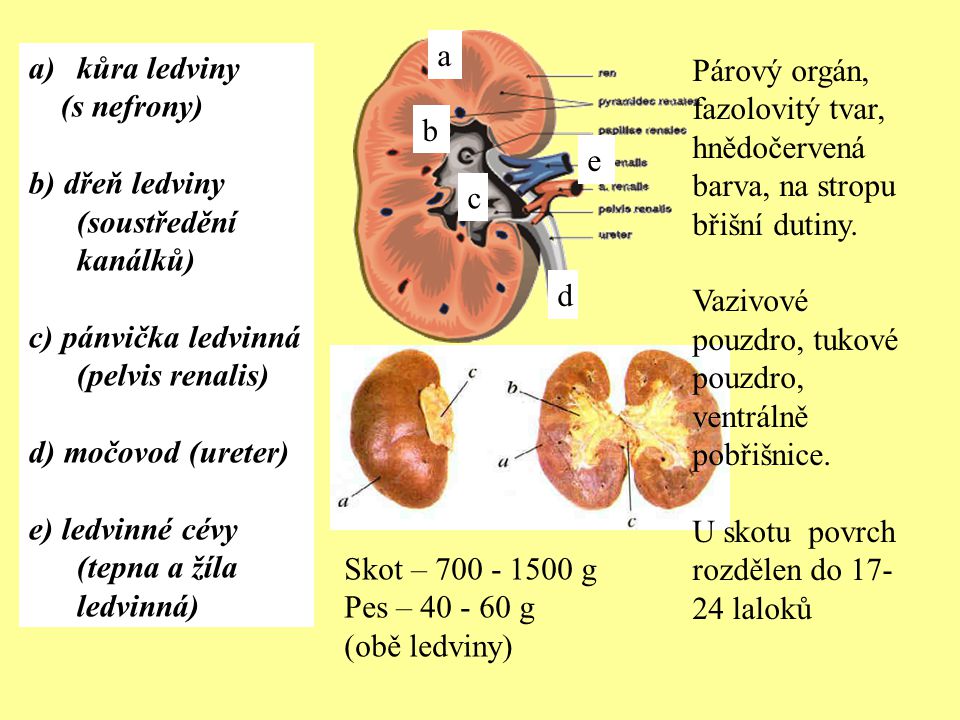 a kůra ledviny. (s nefrony) b) dřeň ledviny (soustředění kanálků) c) pánvička ledvinná (pelvis renalis)