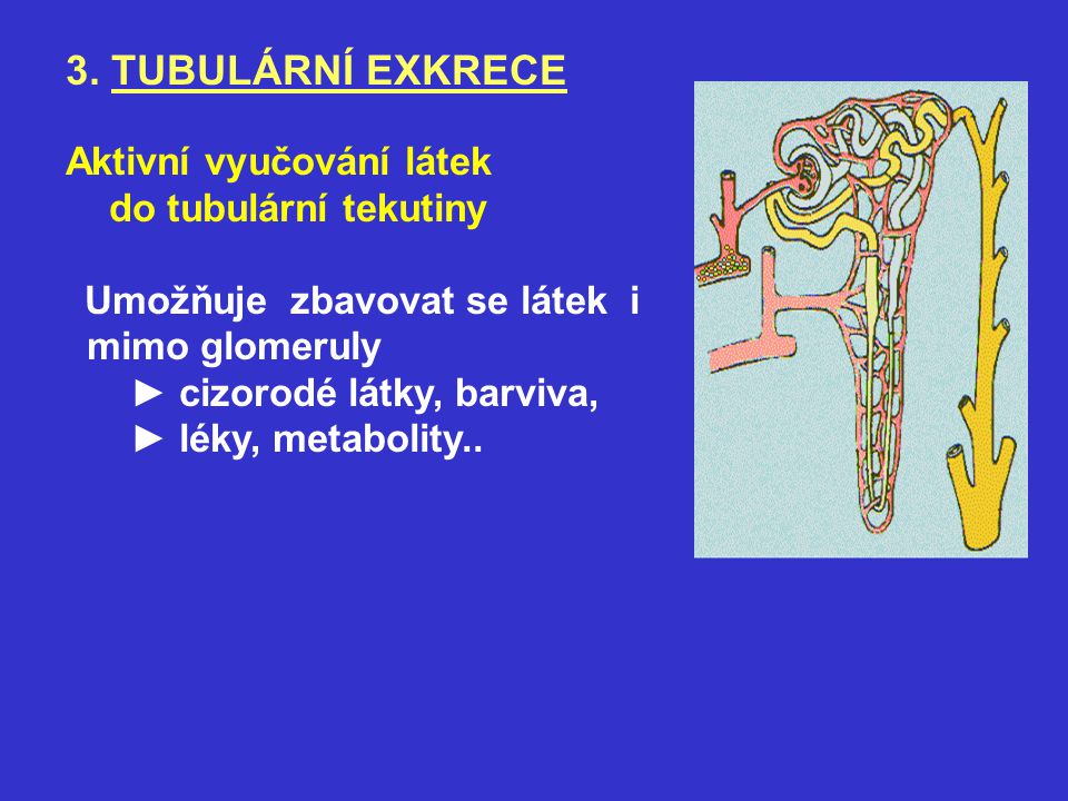 3. TUBULÁRNÍ EXKRECE Aktivní vyučování látek do tubulární tekutiny