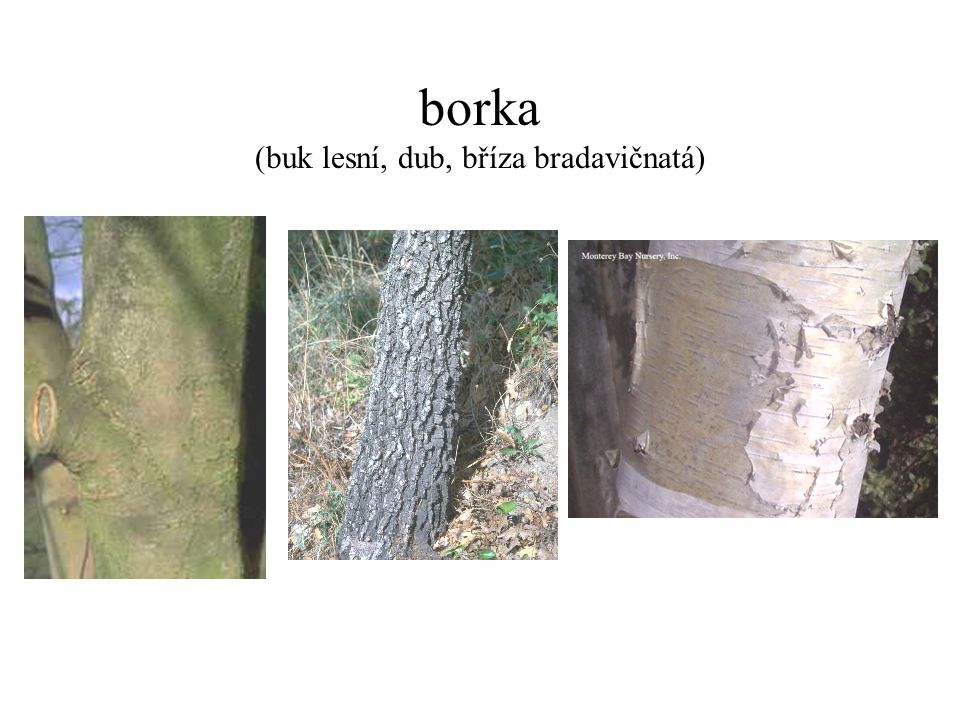 borka (buk lesní, dub, bříza bradavičnatá)