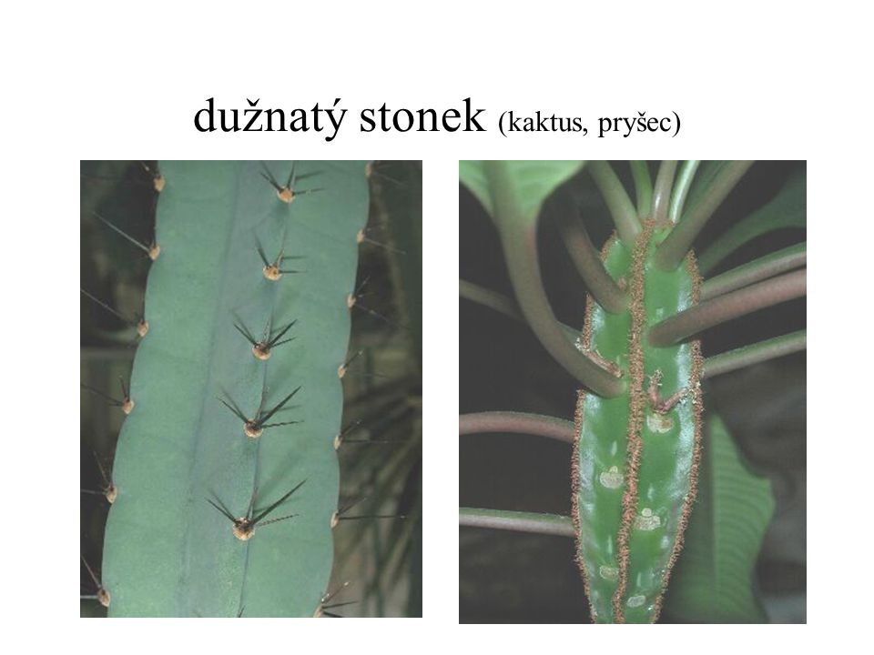 dužnatý stonek (kaktus, pryšec)