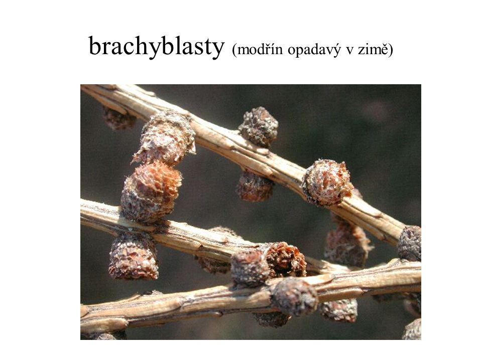 brachyblasty (modřín opadavý v zimě)