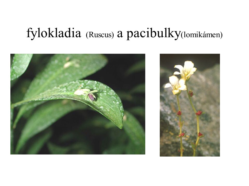 fylokladia (Ruscus) a pacibulky(lomikámen)