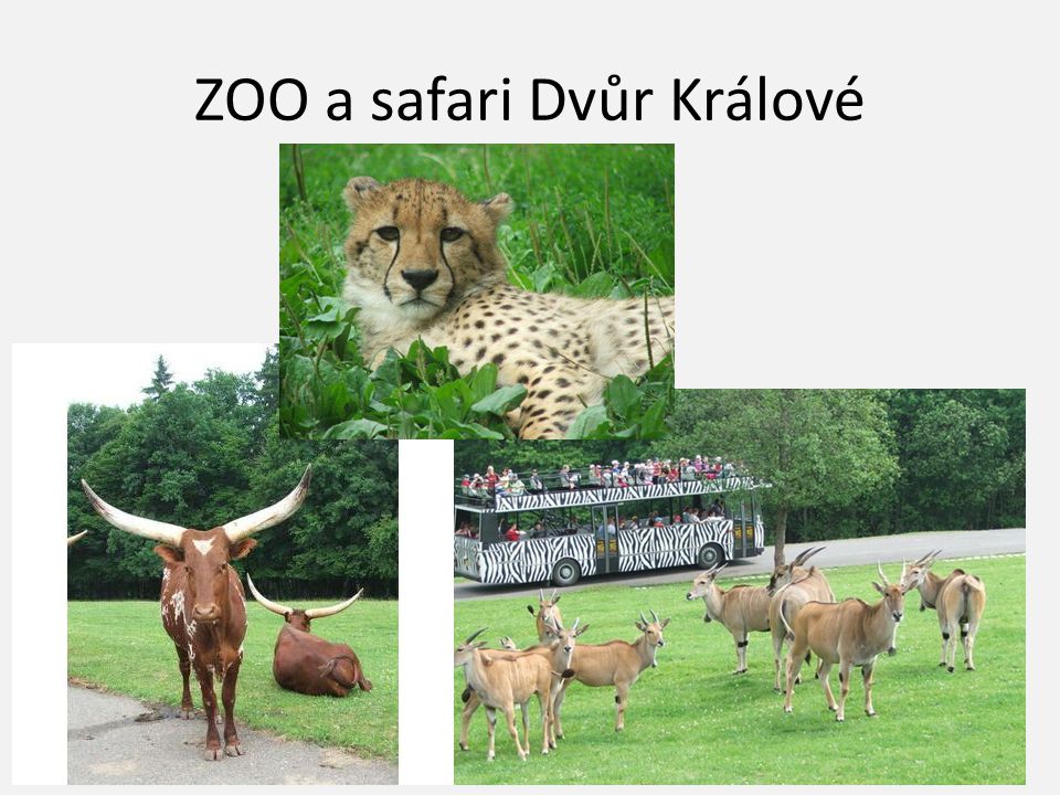 ZOO a safari Dvůr Králové