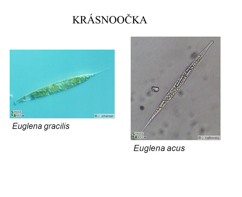 KRÁSNOOČKA Euglena gracilis Euglena acus