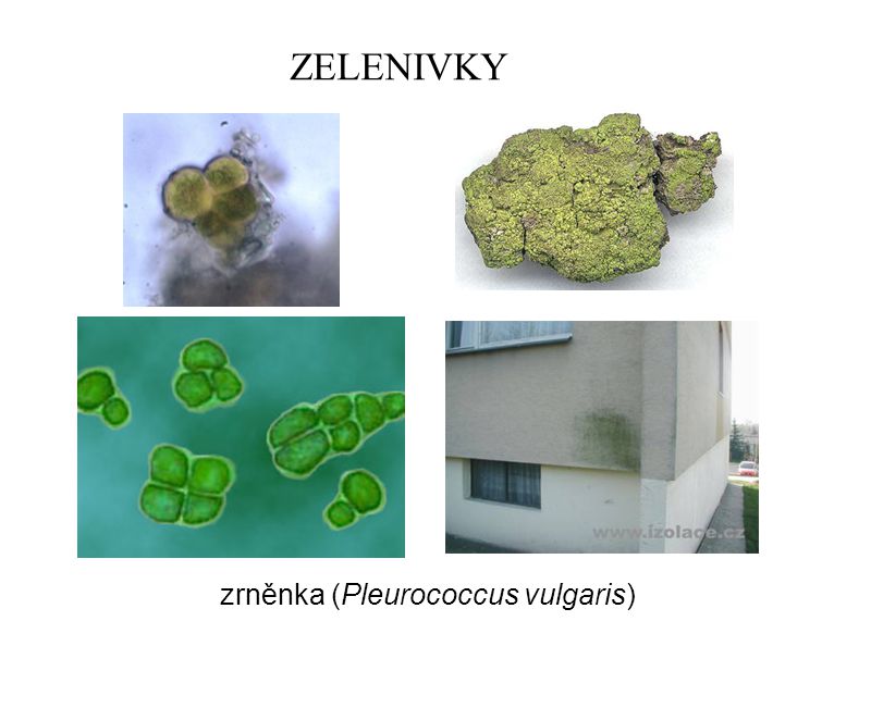 ZELENIVKY zrněnka (Pleurococcus vulgaris)