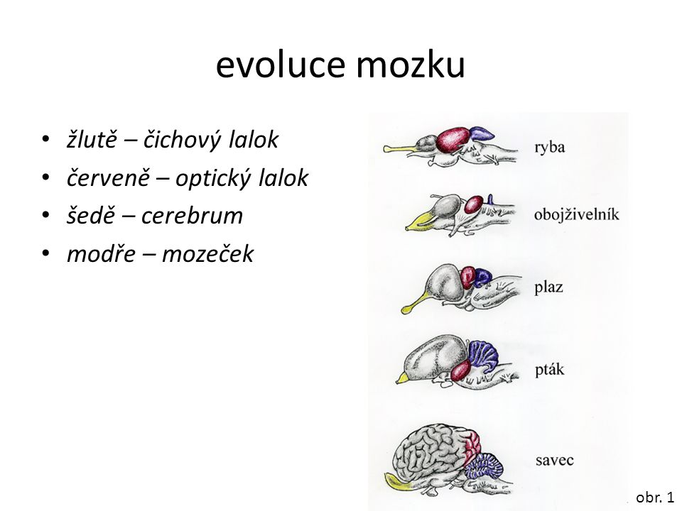evoluce mozku žlutě – čichový lalok červeně – optický lalok