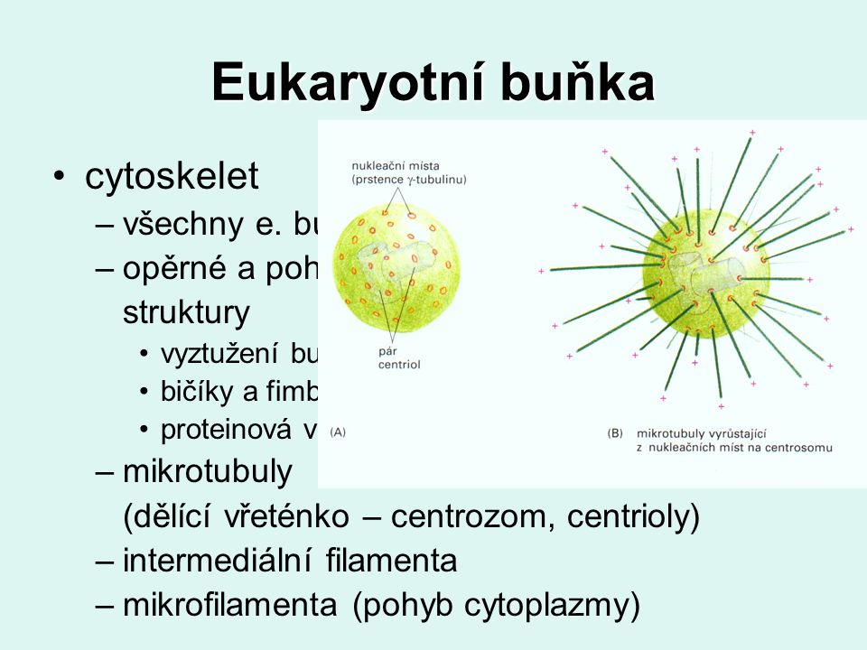 Eukaryotní buňka cytoskelet všechny e. buňky opěrné a pohybové