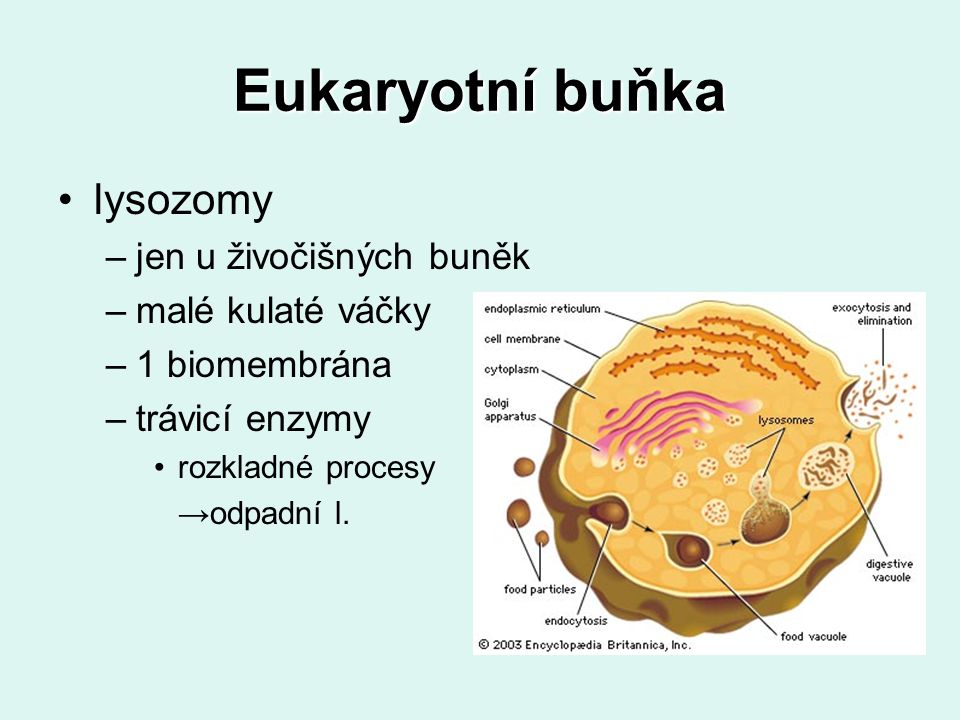 Eukaryotní buňka lysozomy jen u živočišných buněk malé kulaté váčky