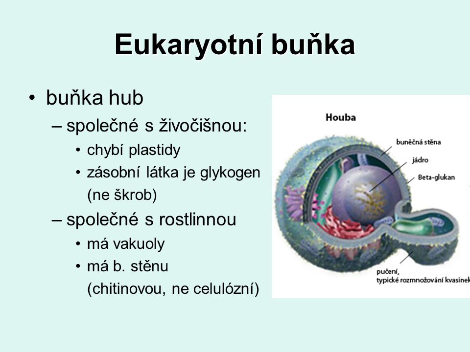 Eukaryotní buňka buňka hub společné s živočišnou: