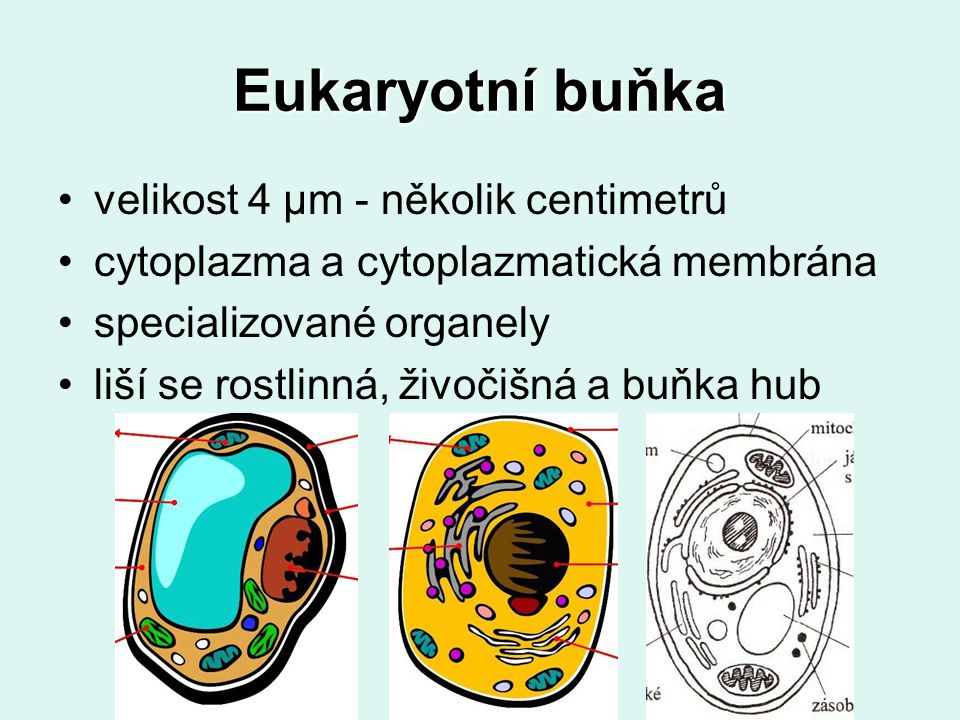 Eukaryotní buňka velikost 4 μm - několik centimetrů