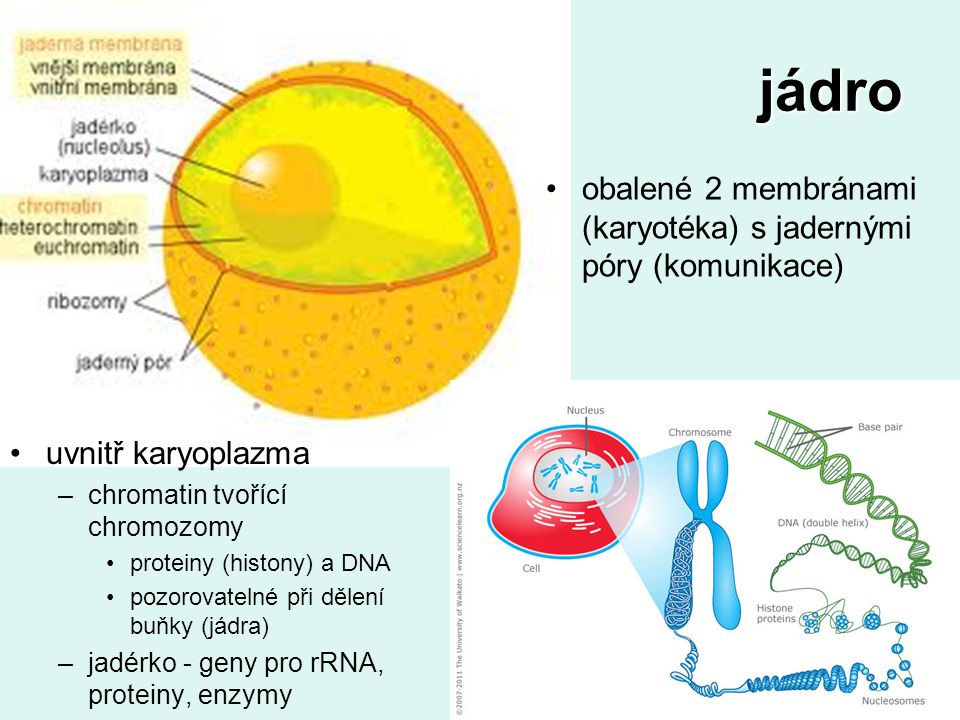 jádro obalené 2 membránami (karyotéka) s jadernými póry (komunikace)
