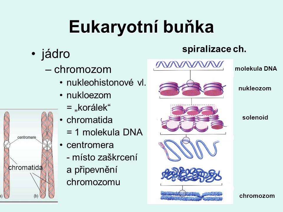 Eukaryotní buňka jádro chromozom spiralizace ch. nukleohistonové vl.
