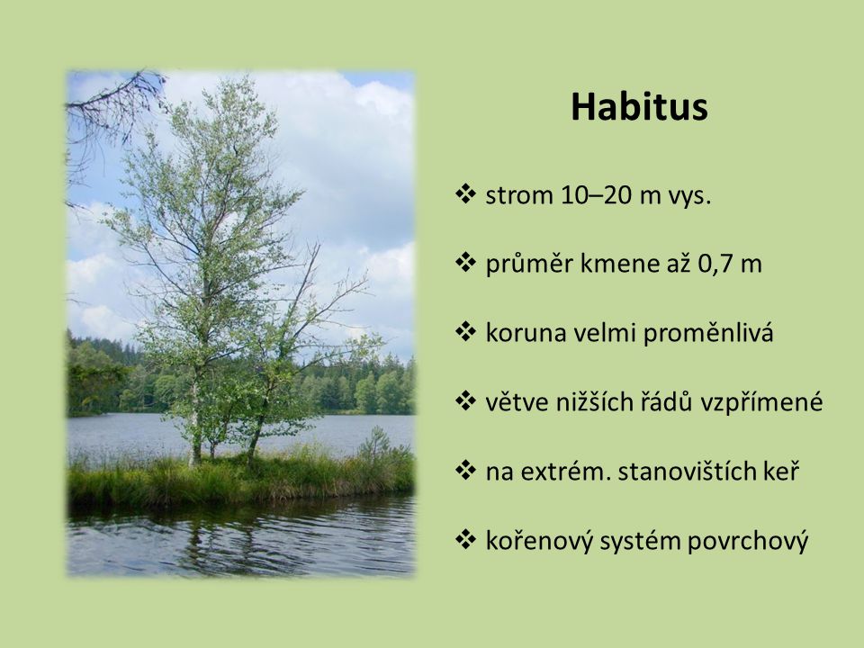 Habitus strom 10–20 m vys. průměr kmene až 0,7 m