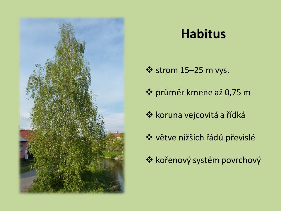 Habitus strom 15–25 m vys. průměr kmene až 0,75 m
