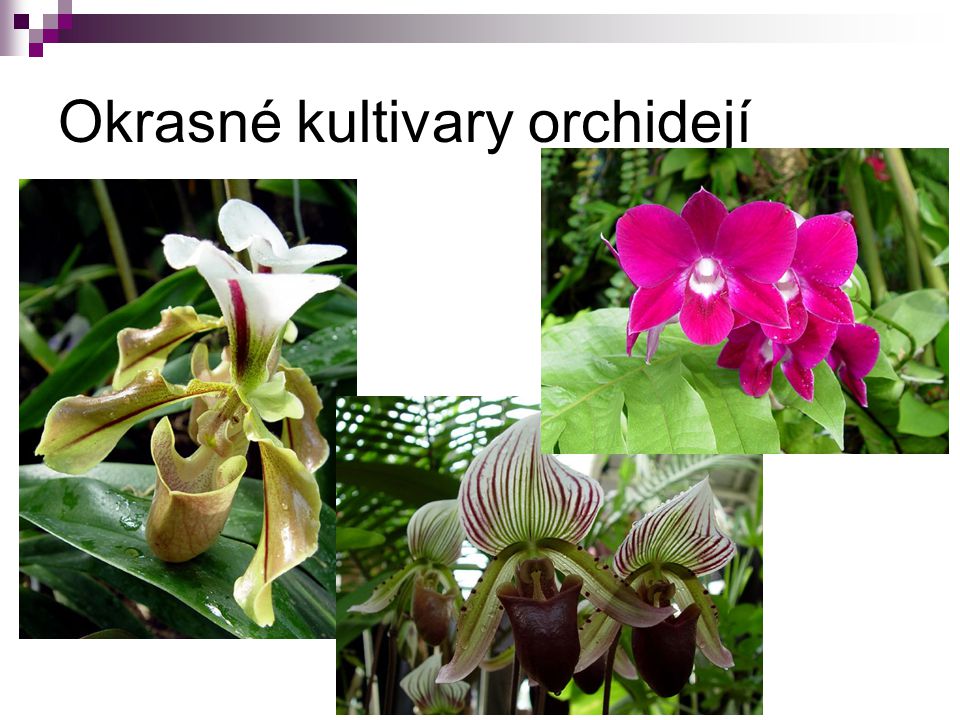 Okrasné kultivary orchidejí