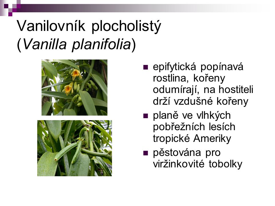 Vanilovník plocholistý (Vanilla planifolia)