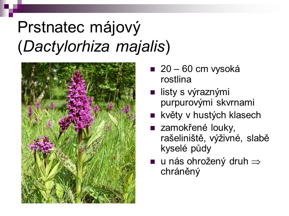 Prstnatec májový (Dactylorhiza majalis)