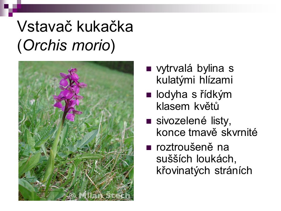 Vstavač kukačka (Orchis morio)