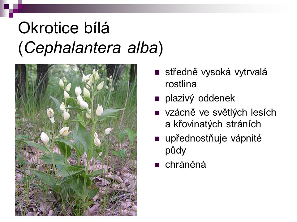 Okrotice bílá (Cephalantera alba)