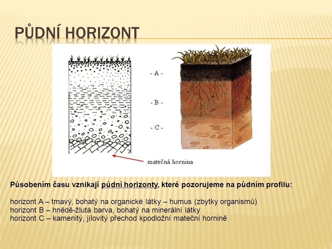 Půdní horizont Působením času vznikají půdní horizonty, které pozorujeme na půdním profilu: