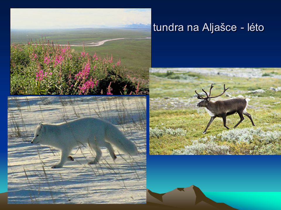 tundra na Aljašce - léto