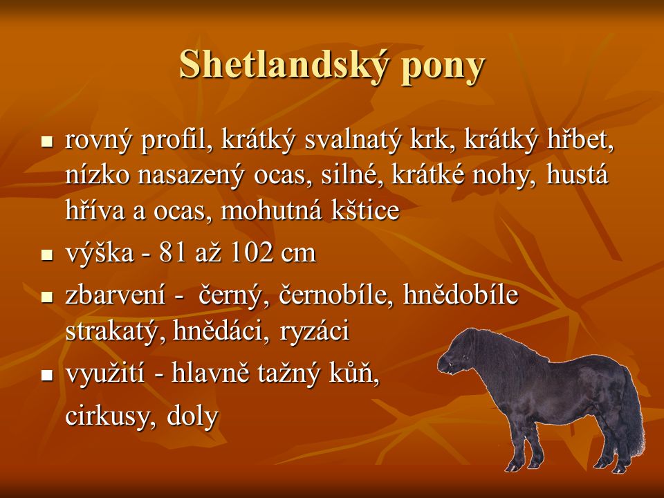 Shetlandský pony rovný profil, krátký svalnatý krk, krátký hřbet, nízko nasazený ocas, silné, krátké nohy, hustá hříva a ocas, mohutná kštice.