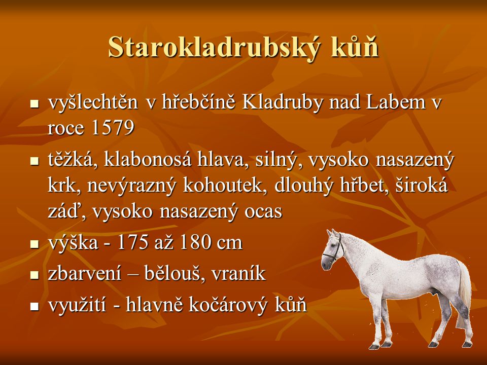 Starokladrubský kůň vyšlechtěn v hřebčíně Kladruby nad Labem v roce