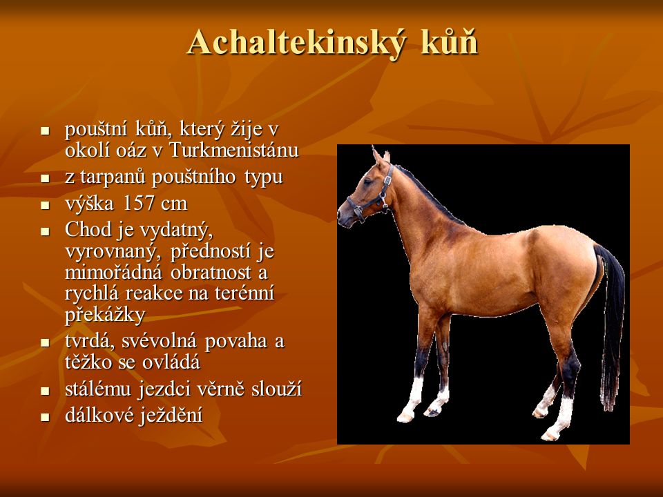 Achaltekinský kůň pouštní kůň, který žije v okolí oáz v Turkmenistánu