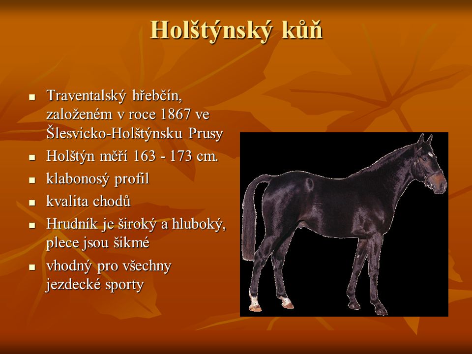 Holštýnský kůň Traventalský hřebčín, založeném v roce 1867 ve Šlesvicko-Holštýnsku Prusy. Holštýn měří cm.