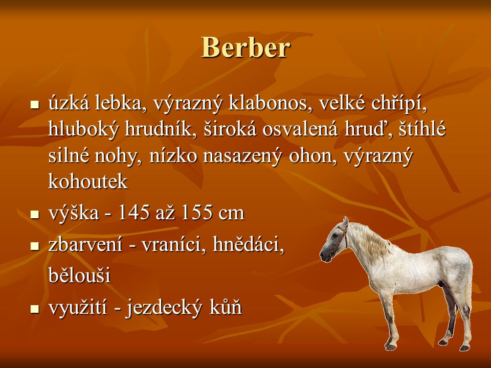 Berber úzká lebka, výrazný klabonos, velké chřípí, hluboký hrudník, široká osvalená hruď, štíhlé silné nohy, nízko nasazený ohon, výrazný kohoutek.