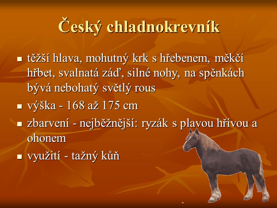 Český chladnokrevník těžší hlava, mohutný krk s hřebenem, měkčí hřbet, svalnatá záď, silné nohy, na spěnkách bývá nebohatý světlý rous.